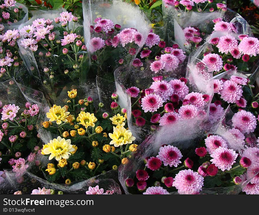 Flower for sale at Kundasang,Sabah,Malaysia