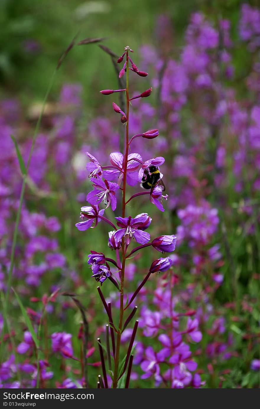 Purple flowers