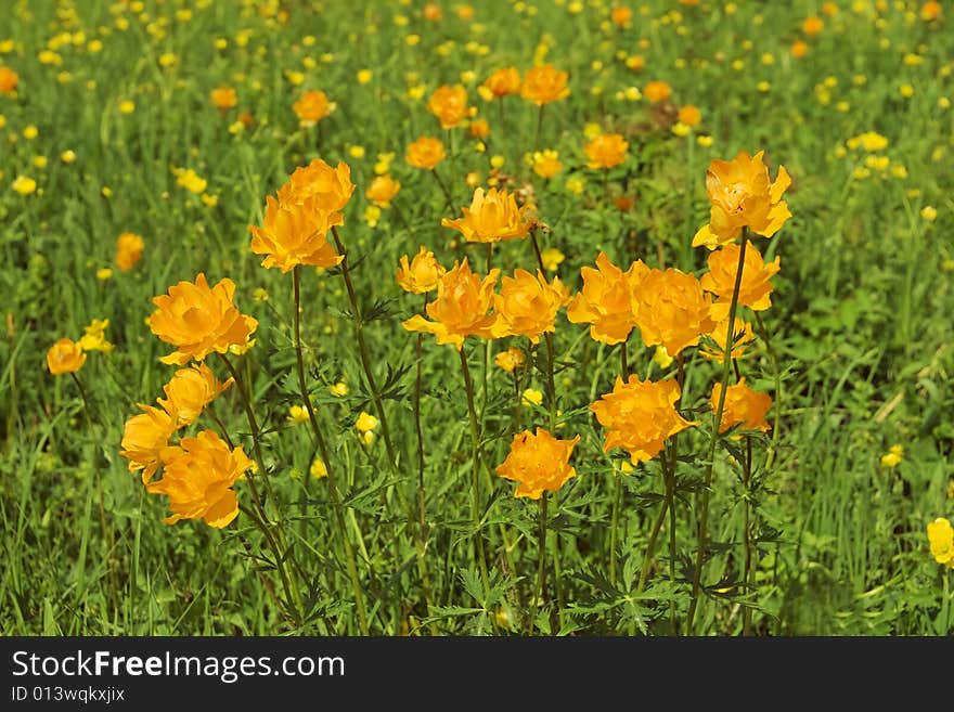 Globe-flowers field