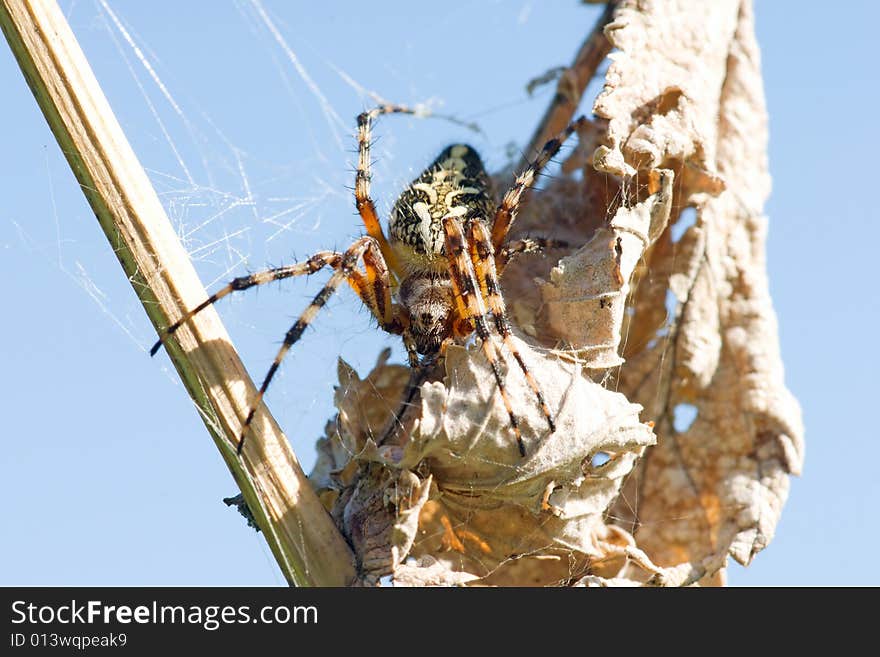 Spider on the dry grass macro shot