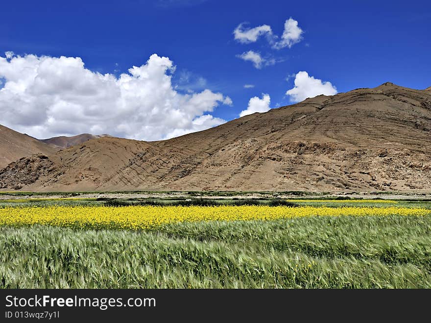 Blue sky and yellow flowers