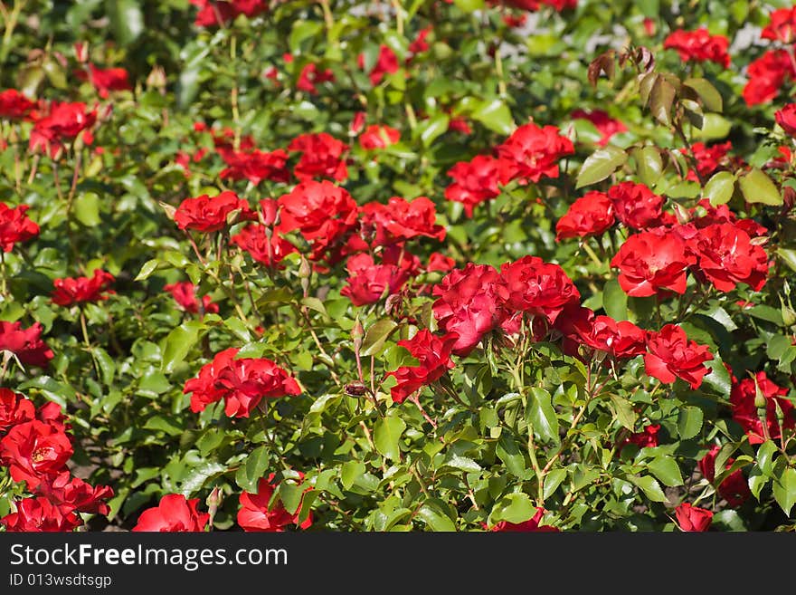 Red rose bushes on the flower bed. Red rose bushes on the flower bed