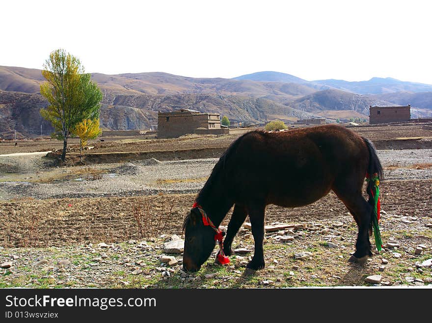 The tibet altiplano village in the afternoon