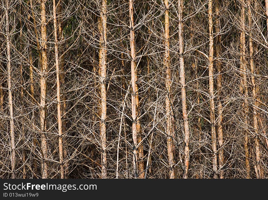 Forest, pine tree trunks background. Forest, pine tree trunks background