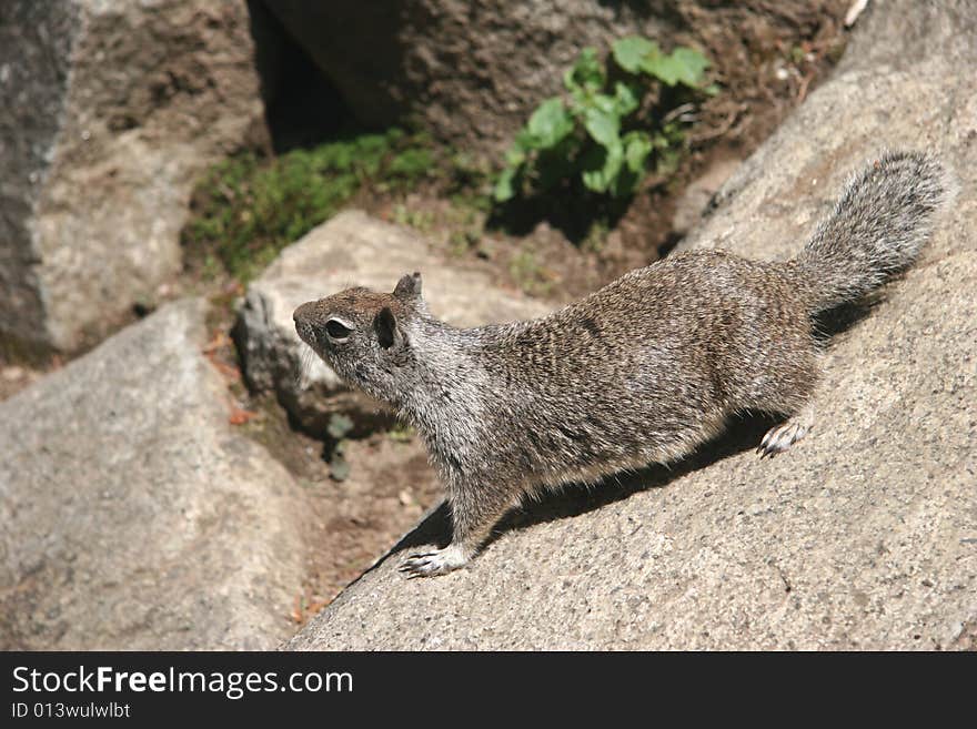 Curious squirrel