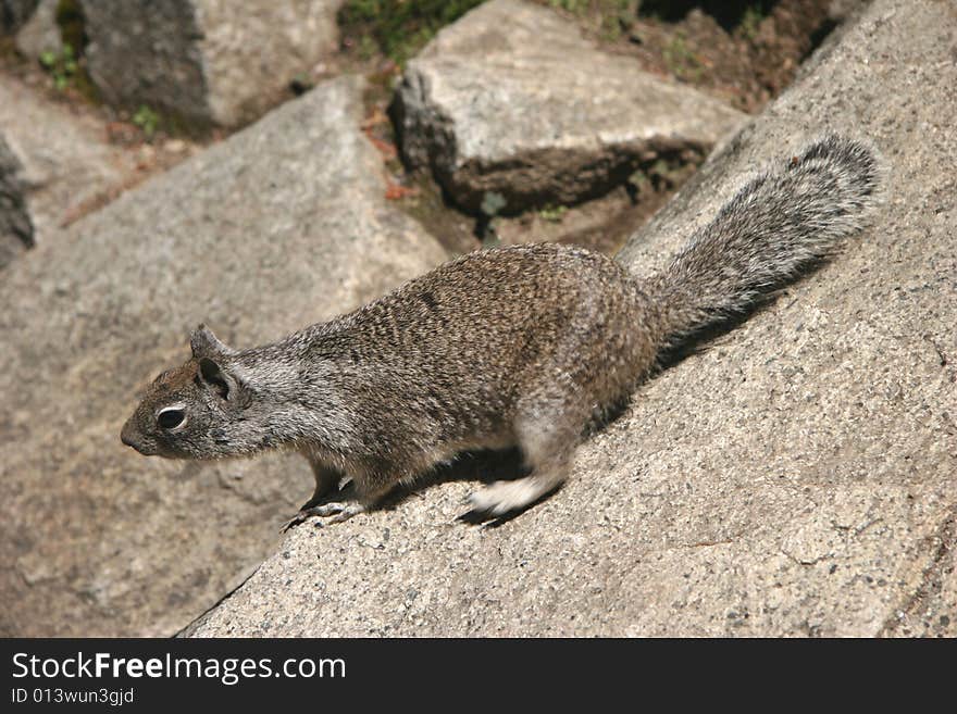 Curious squirrel