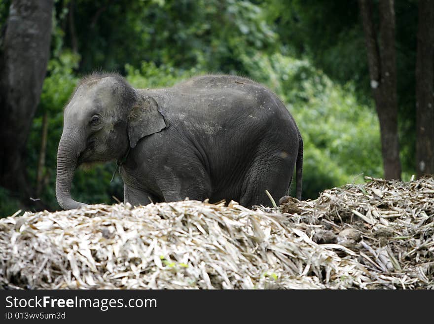 A young elephant  taken in lovely thailand. A young elephant  taken in lovely thailand