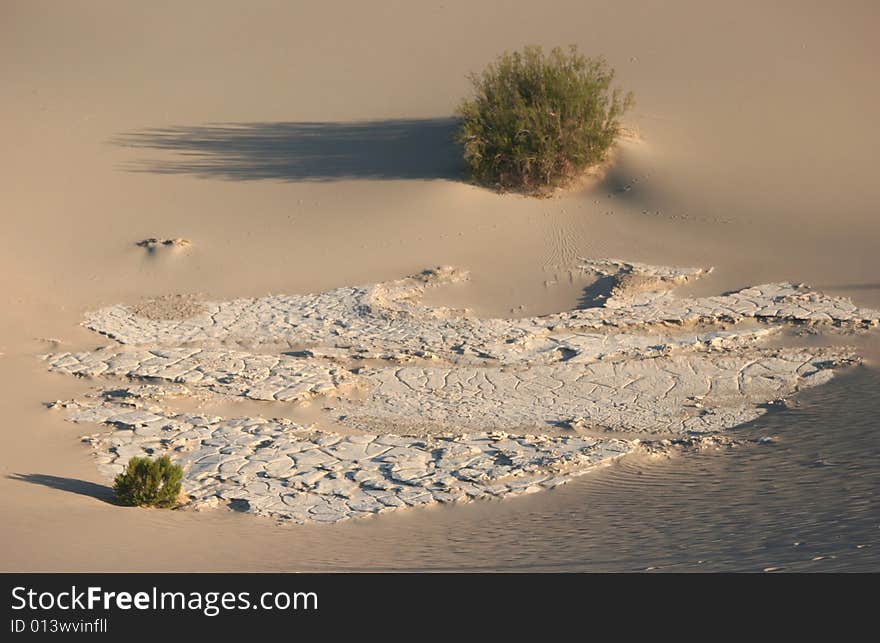 Shrubs in sand dunes. Stovepipe Wells. Death Valley national park. California. USA