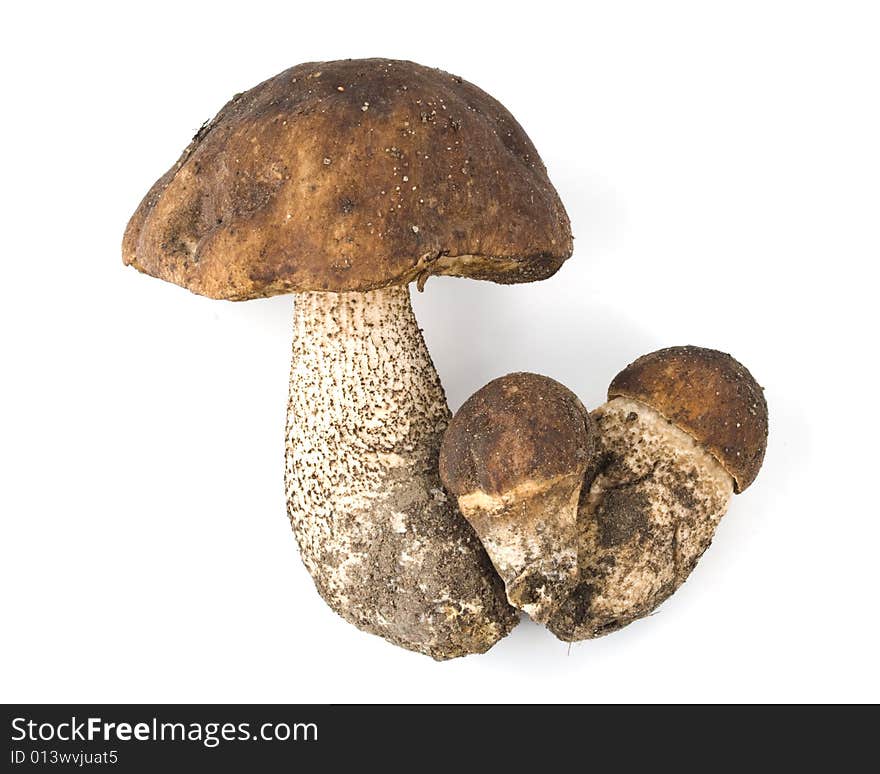 Brown cap boletus