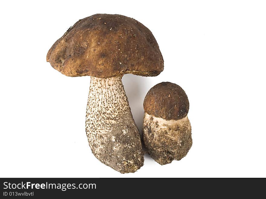 Brown cap boletus