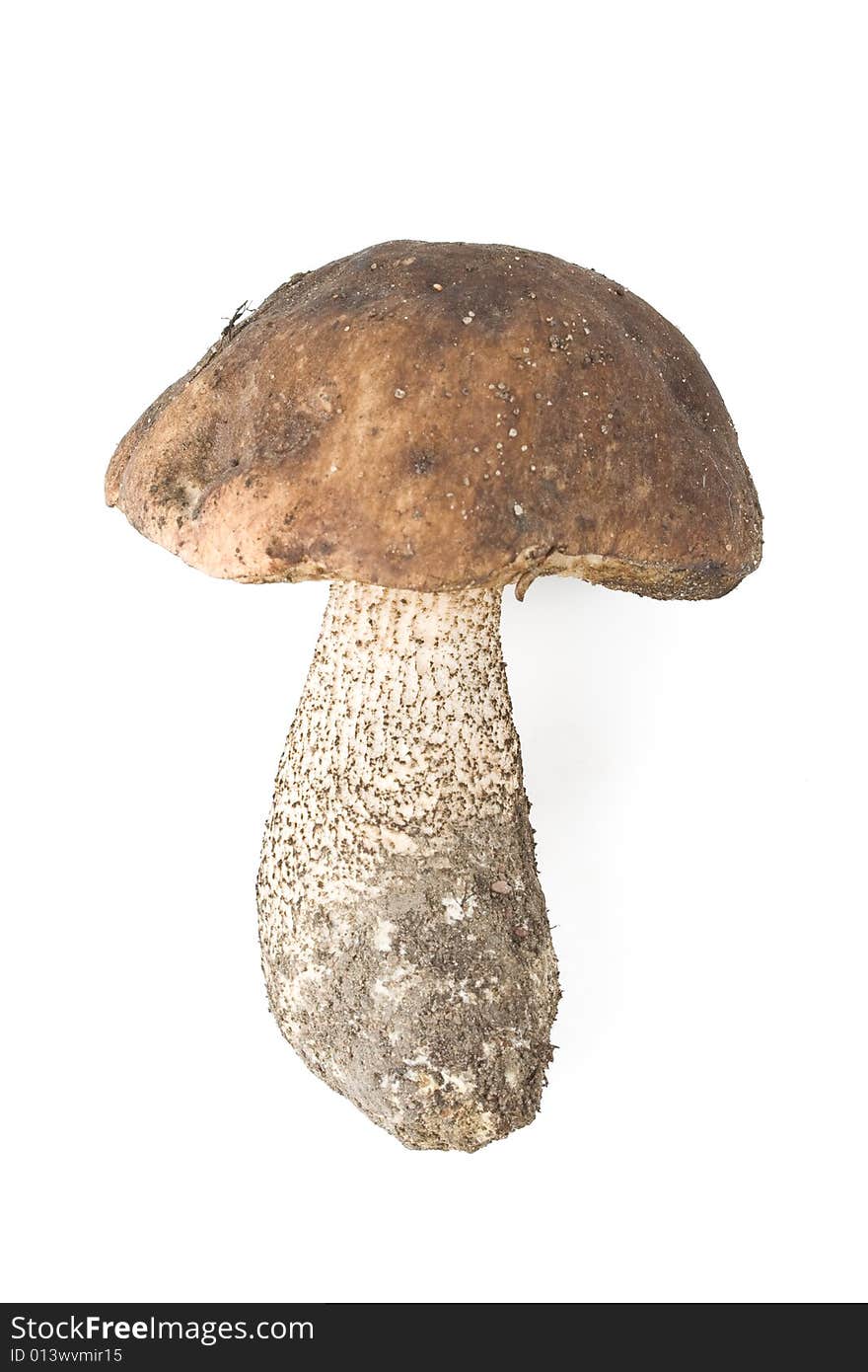 Brown cap boletus