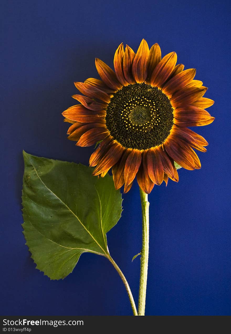 Sunflower on navy