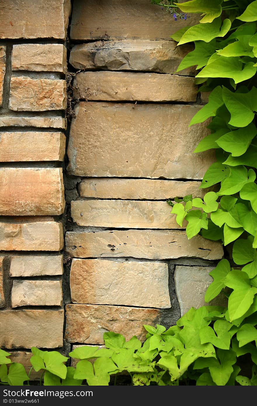 Flagstone wall with climbing ivy