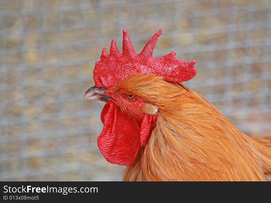 Close up of the rooster's head