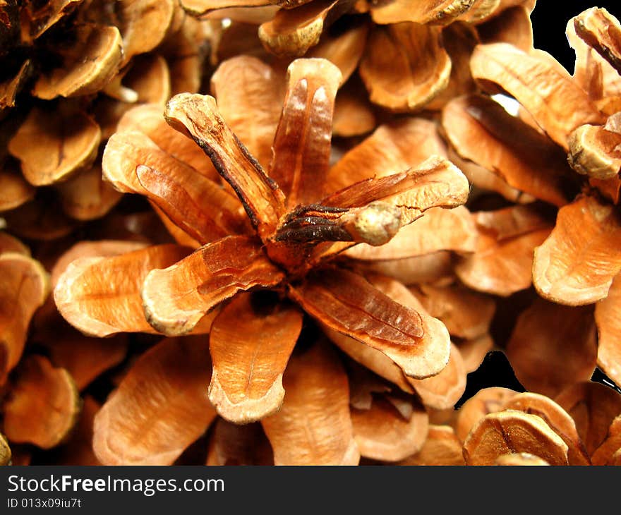 A bunch of pine cones used as artifacts. A bunch of pine cones used as artifacts