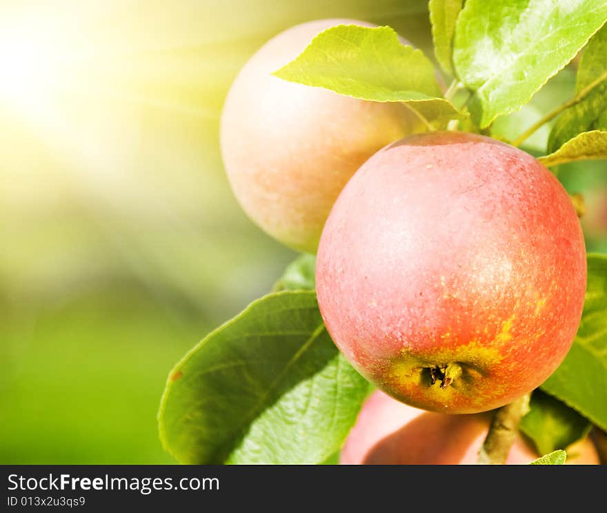 Picture of a Ripe apples close-up shot