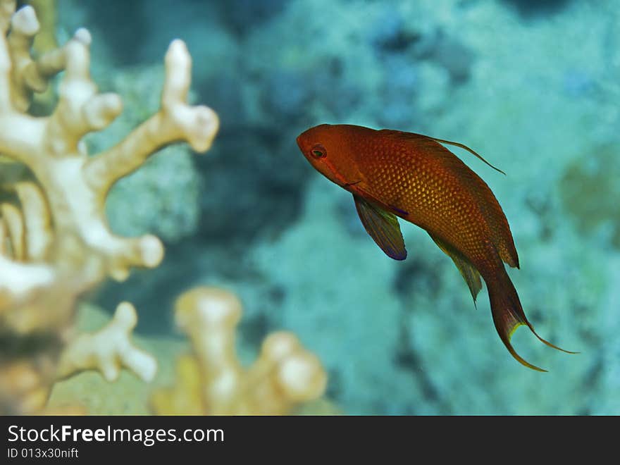 Male anthias fish