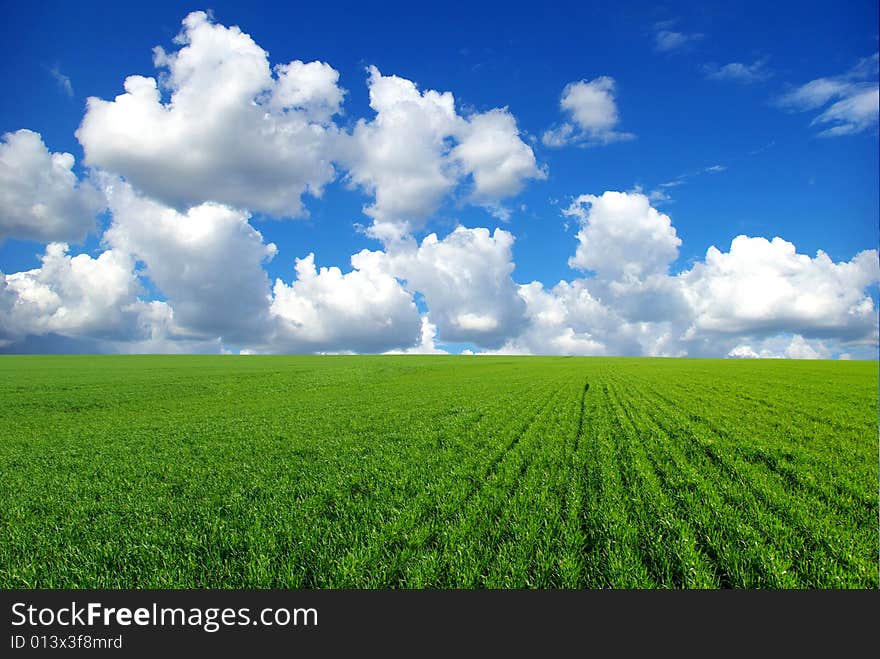 Field on a background of the blue sky. Field on a background of the blue sky