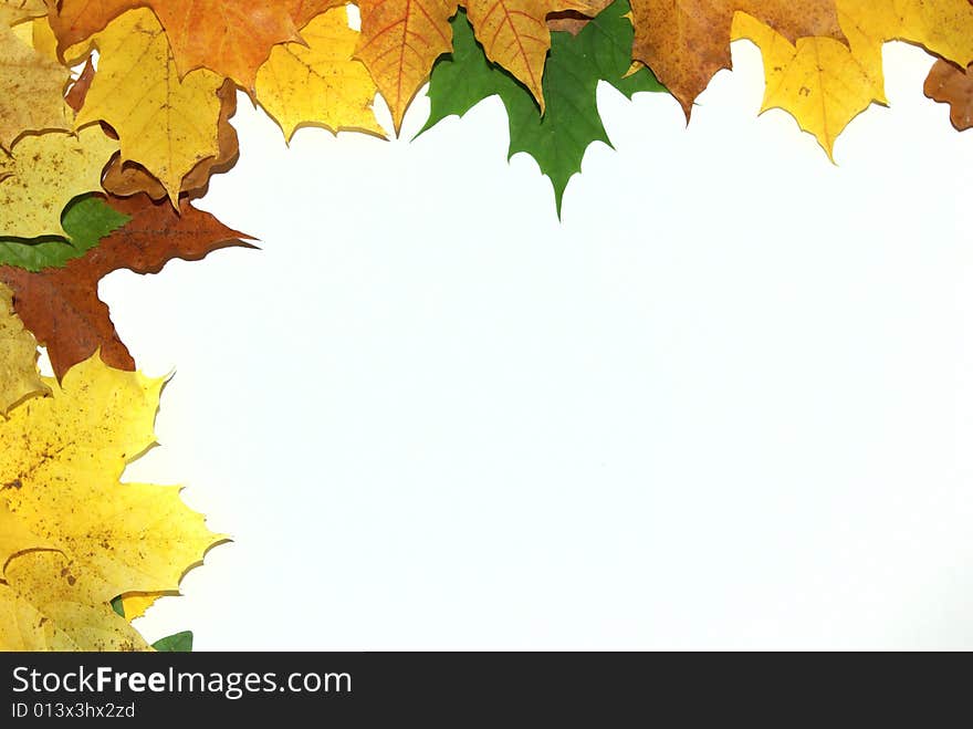 Frame with colored autumn maple leaves - white background