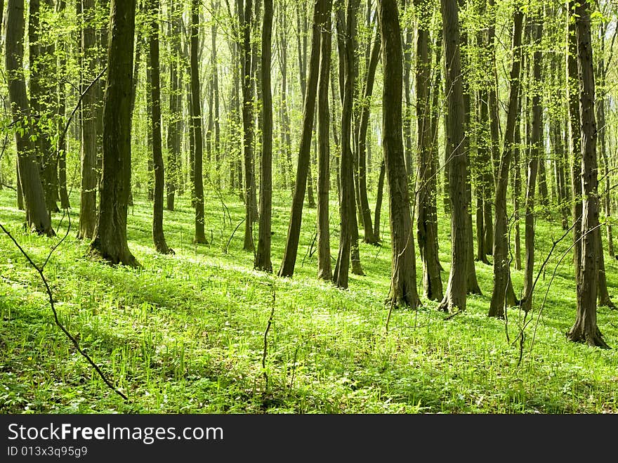 A breathtaking view as the sun shines through the forest on a misty day