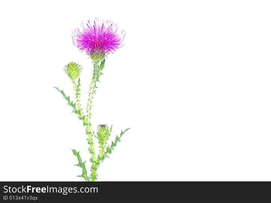 Beautiful  flowers on white background