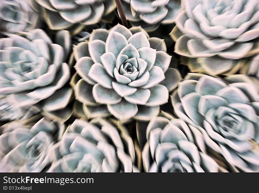 Aloes in Africa, picture taken whilst zooming out.