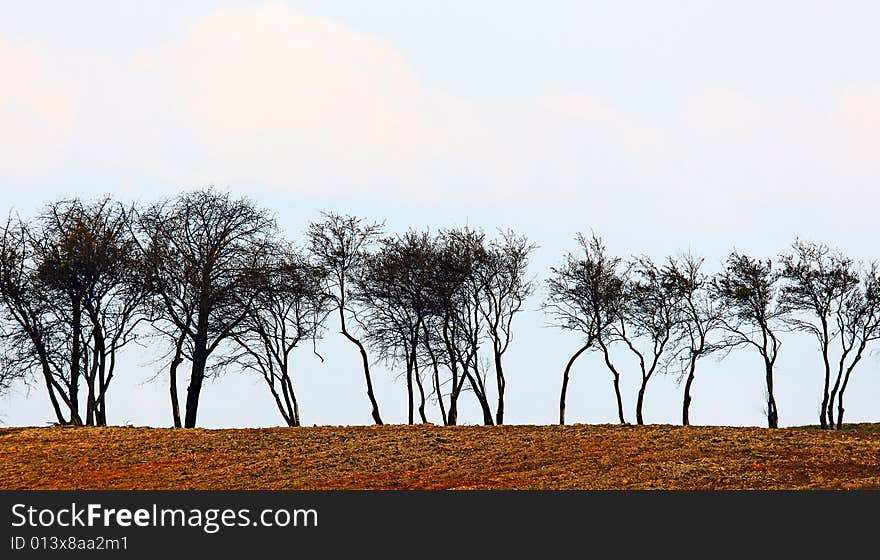 Photo of the row of trees