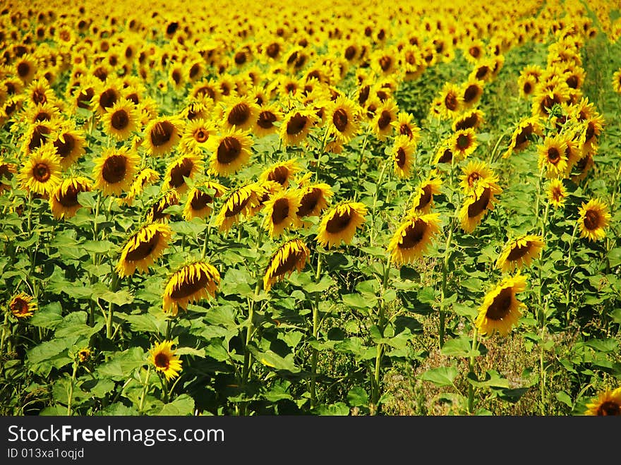 Field with sunflowers