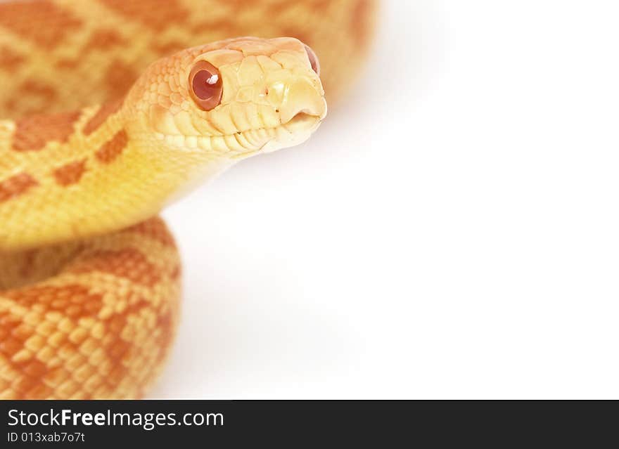 Closeup of an Albino Gopher Snake (Pituophis catenifer)