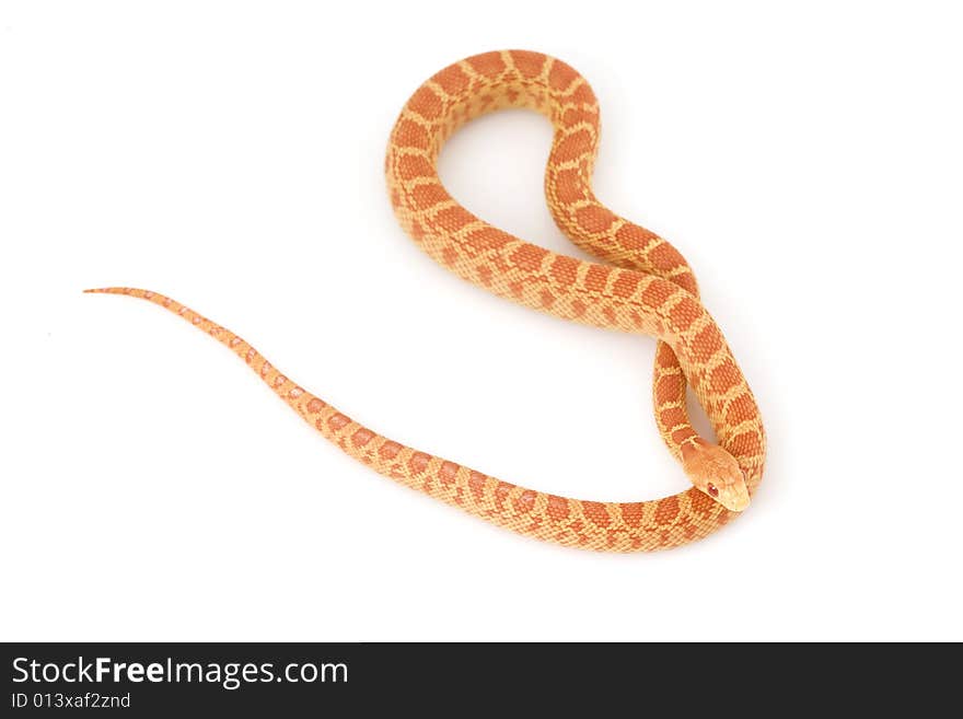 Albino Gopher Snake (Pituophis catenifer)