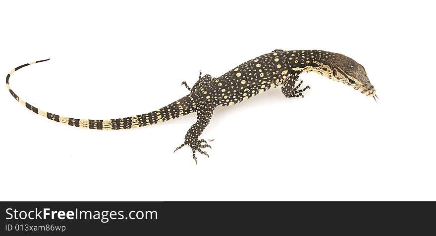 Asian Water Monitor Lizard (Varanus salvator) on white background.