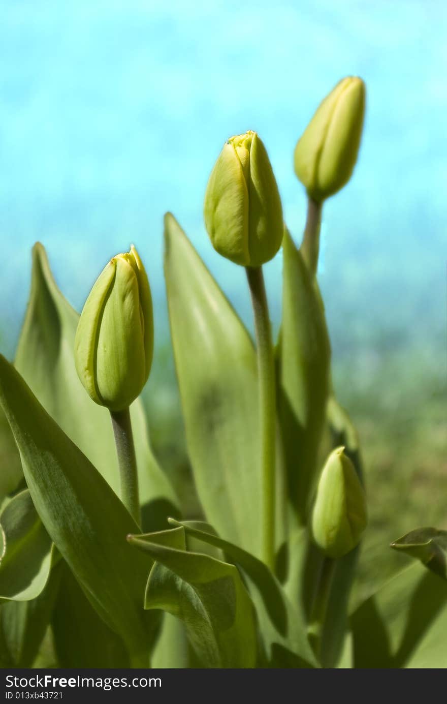 Tulips background