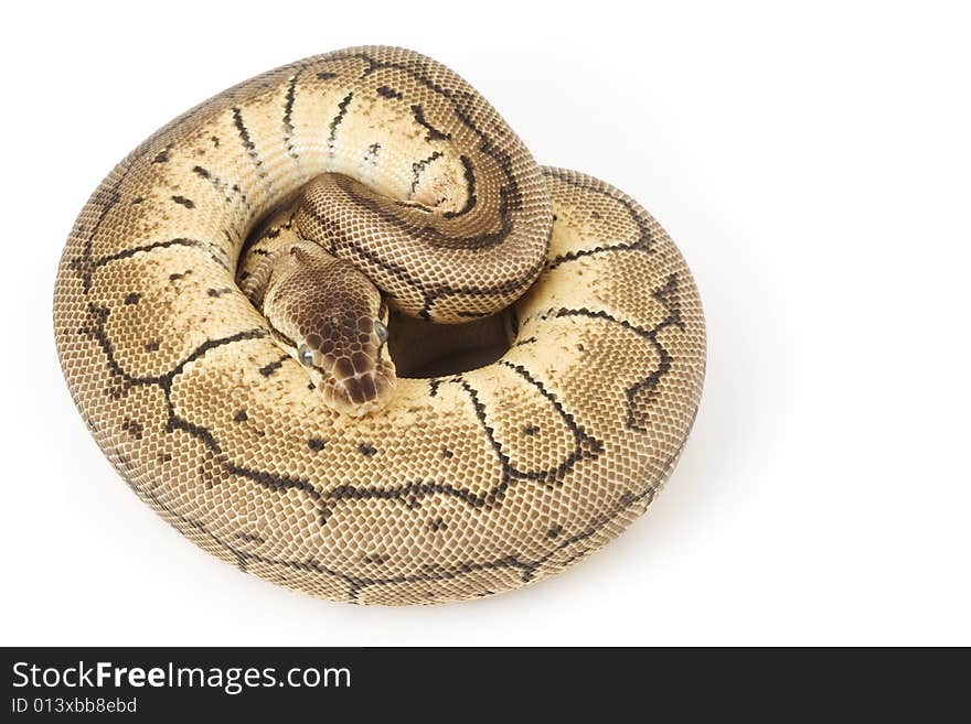 Ball Python (Python Regius)