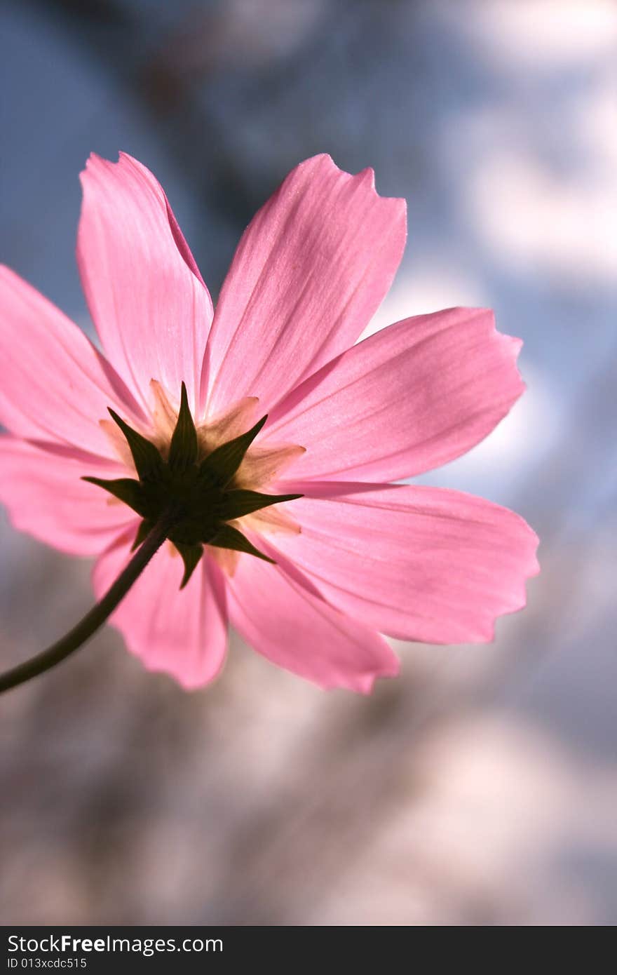 Cosmos flower