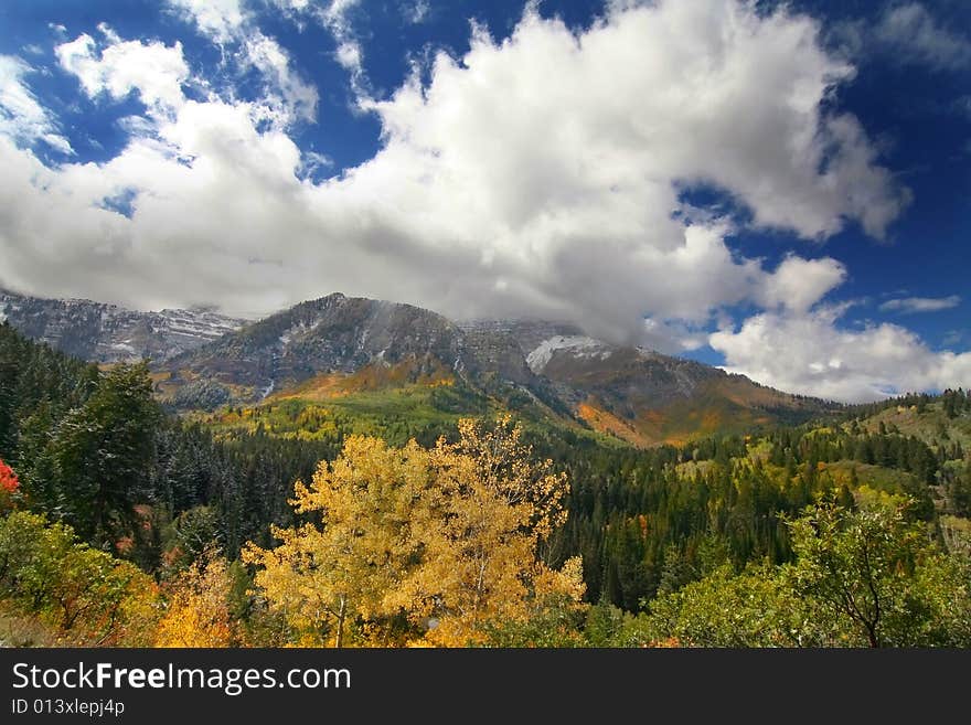 Fall shot of trees in the autumn showing  bright fall colors. Fall shot of trees in the autumn showing  bright fall colors