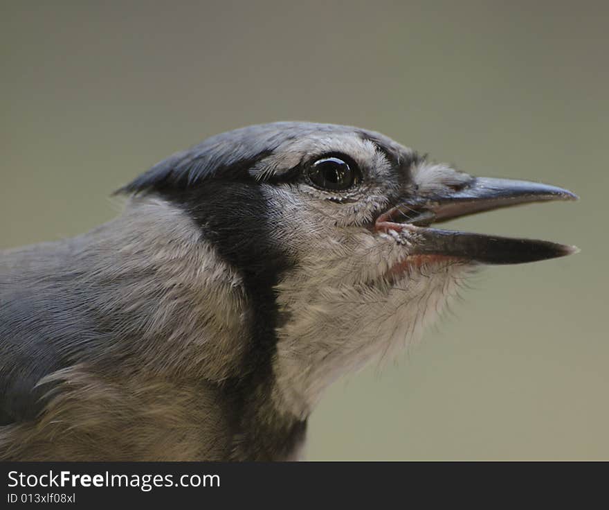 Portrait of a Blue Jay eating a sunflower seed