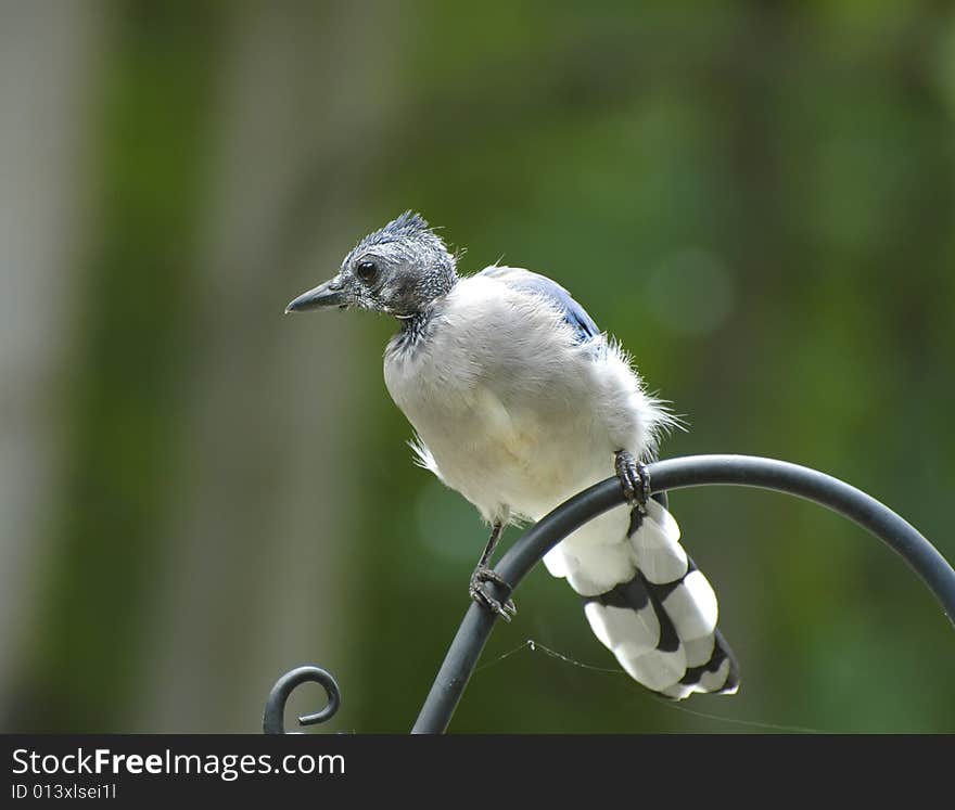 Young blue jay waiting his turn at the feeder