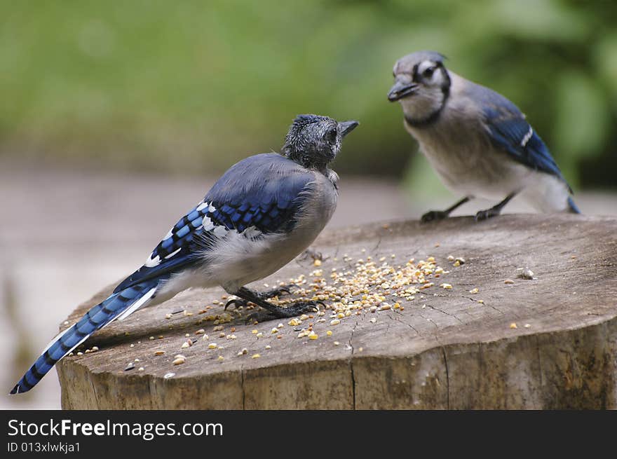 Young Blue Jay waiting for his turn at the seeds. Young Blue Jay waiting for his turn at the seeds