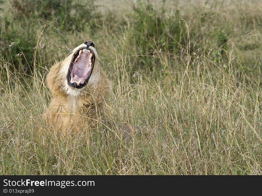 Lion yawning showing his big mouth and teeth. Lion yawning showing his big mouth and teeth.