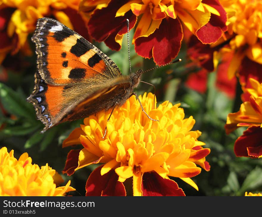 Orange butterfly sits on a flower