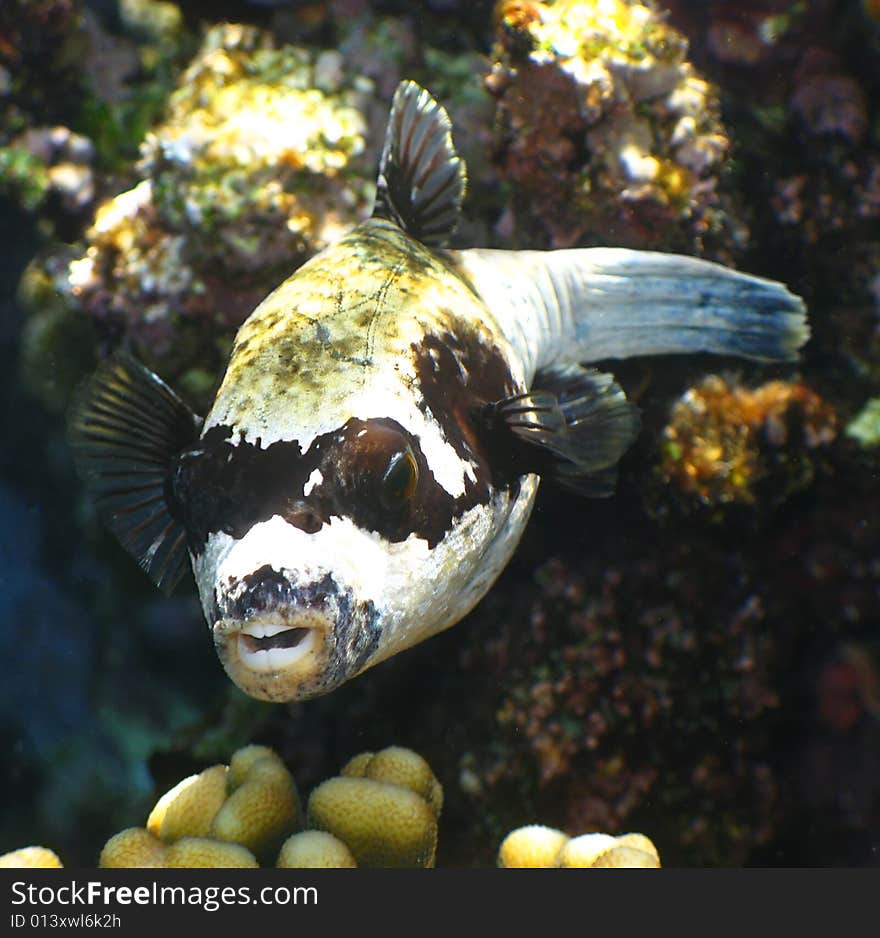 A maschered puffer fish, very common in Red Sea