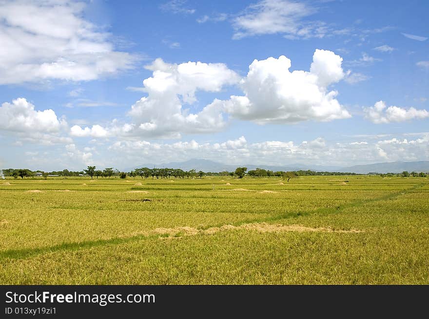 Rice Field