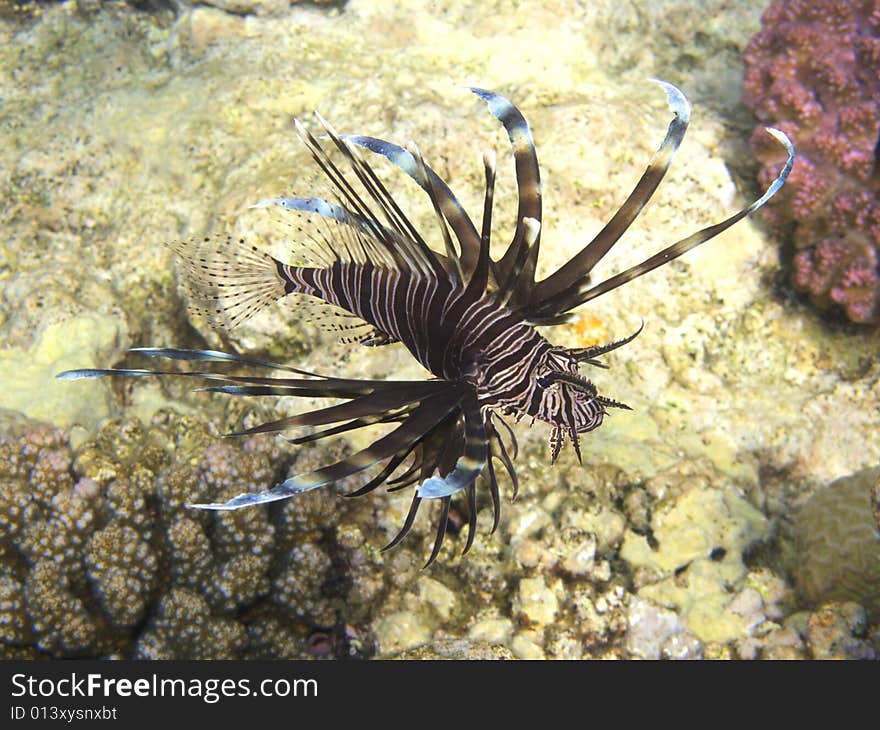 A lion fish swimming in red sea coral reef