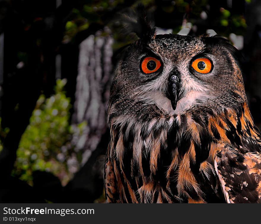 A bright eyed Euro Eagle Eagle Owl. A bright eyed Euro Eagle Eagle Owl