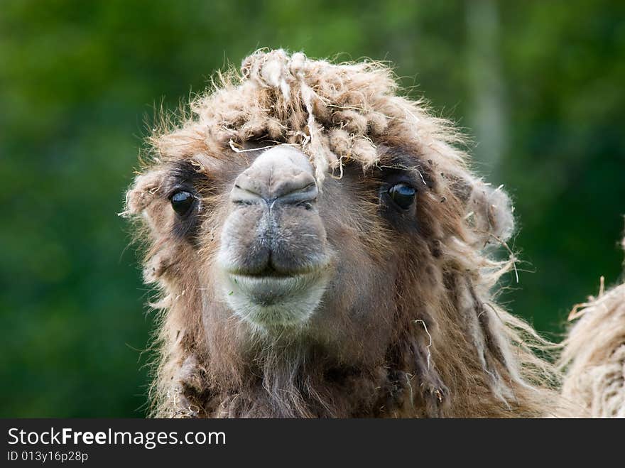 Close-up of a camel (Camelus bactrianus domesticus )