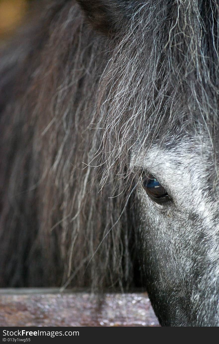 Minature horse side profile