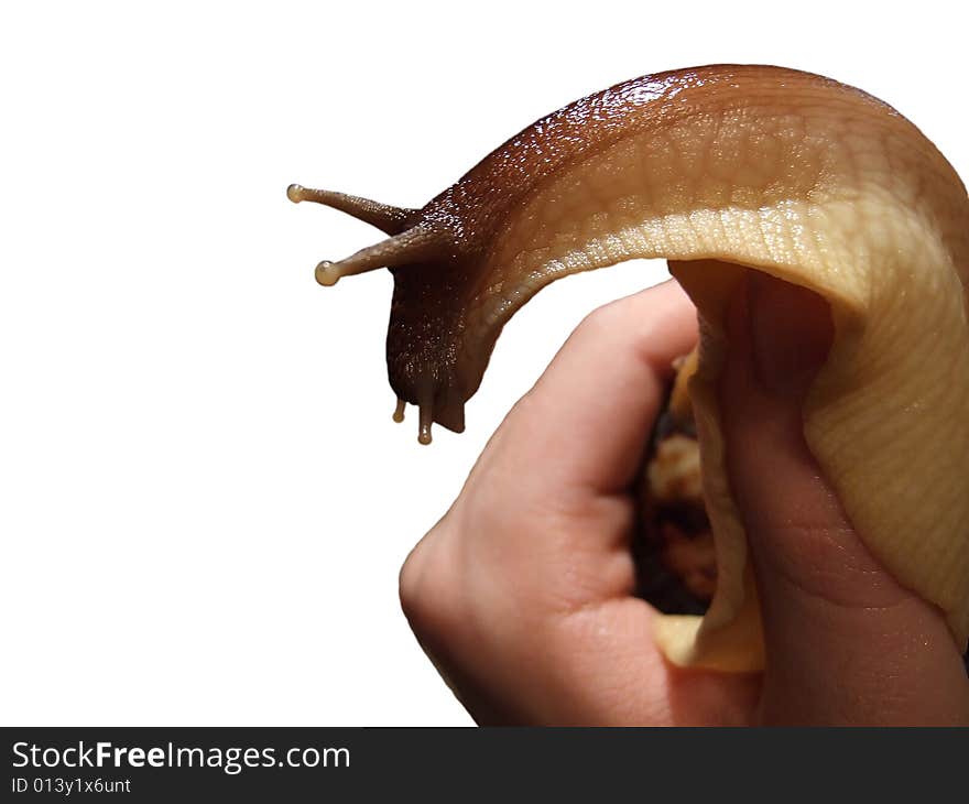 Hand holding large snail, isolated on white background. Hand holding large snail, isolated on white background