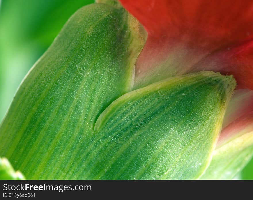 Close-up macro of side receptacle of deep powerful red dianthus carnation flower unopened shown diagonally across the picture with many many hair cilia cilium covered lines in the flowers receptacle against and out of focus background . Close-up macro of side receptacle of deep powerful red dianthus carnation flower unopened shown diagonally across the picture with many many hair cilia cilium covered lines in the flowers receptacle against and out of focus background