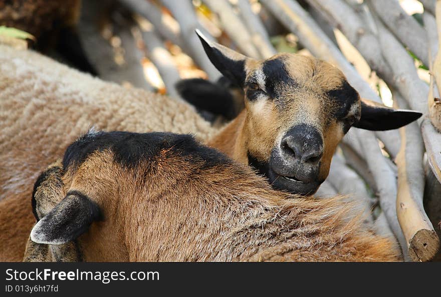 Close up of the curious domestic goat.