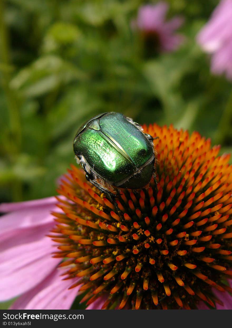 Green bug eats on daisywheel